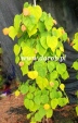 Roliny liciaste-leafy